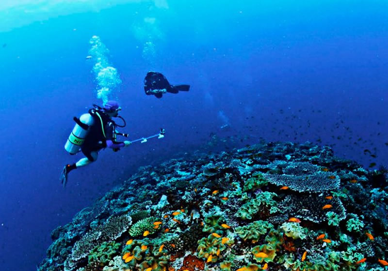 подводный мир мальдивских островов