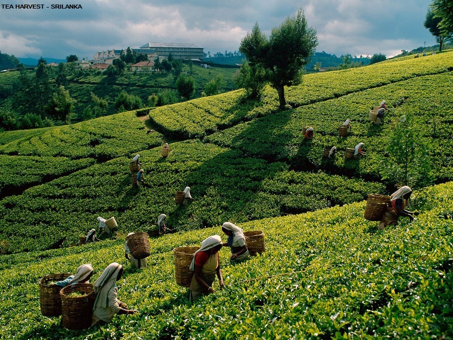 чайные плантации в Шри-Ланке